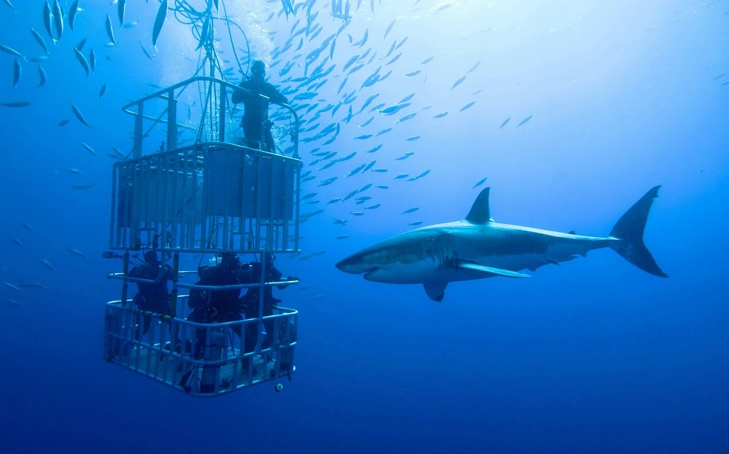 Cage snorkelling