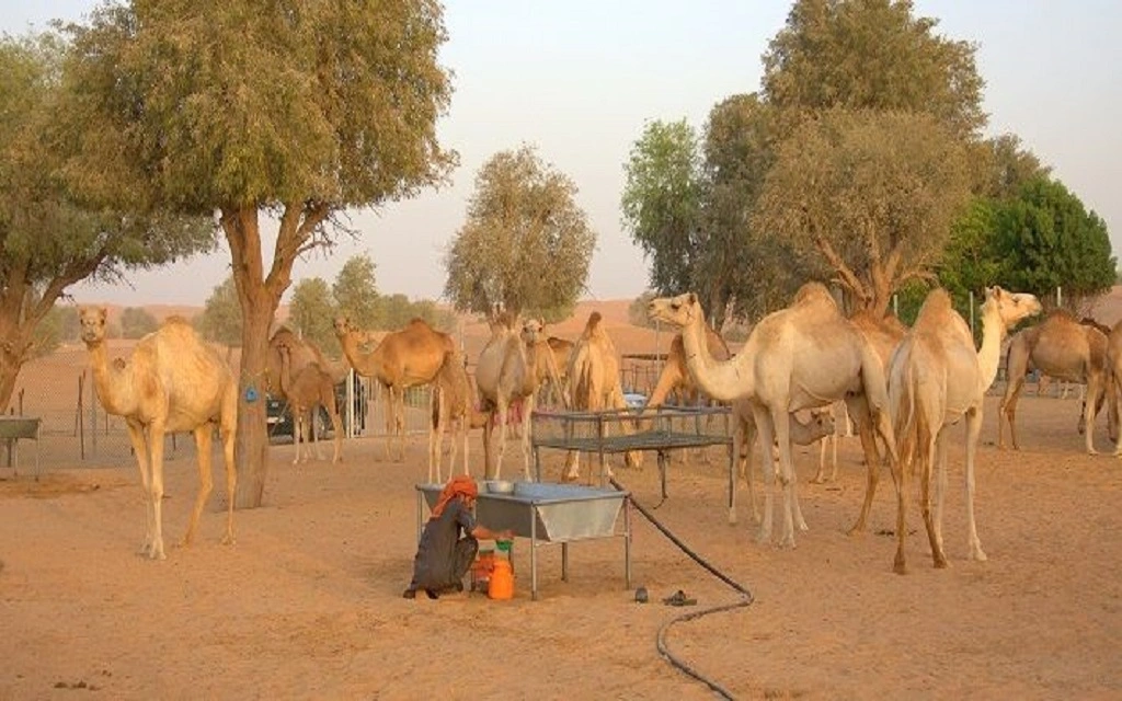 Desert nature safari and camel farm visit