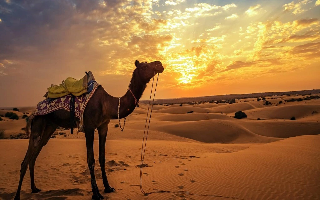 Evening camel safari 