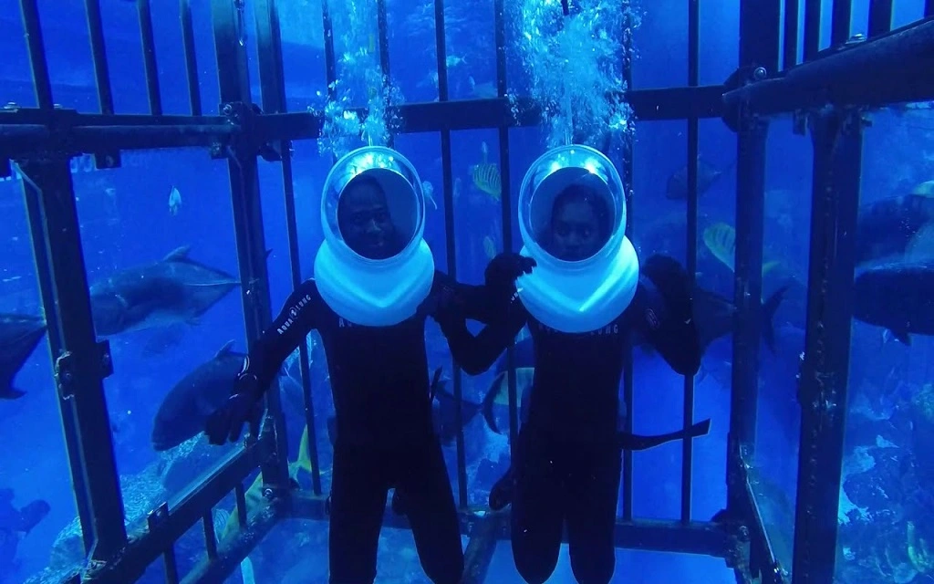 Cage snorkelling