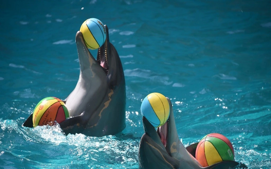 Dubai Dolphinarium Highlights