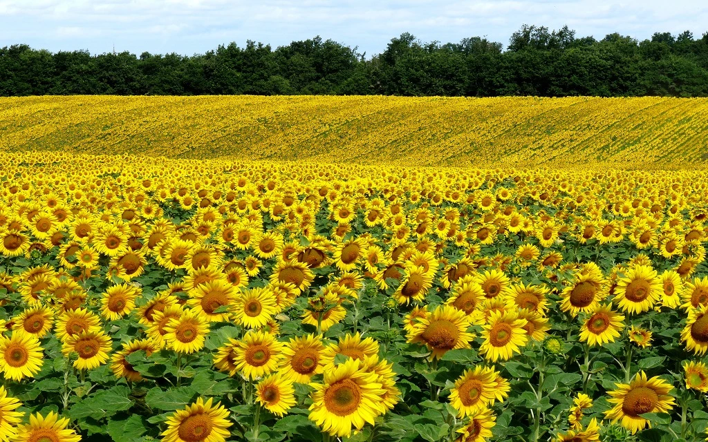 Dubai Miracle Garden - Sunflower Field